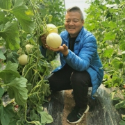 现摘现发5斤陕西阎良甜瓜 ￥22.8