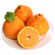 四川蒲江 不知火 丑柑橘子 精选 优级果2kg