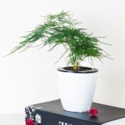 品盛 罗汉松 绿植盆栽 （带吸水盆） 6.8元包邮（需用券）