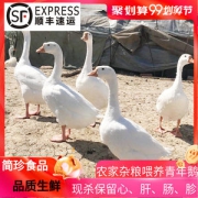 铁锅炖大鹅中的大鹅 杀后重6斤