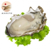 单家河 乳山生蚝 鲜活牡蛎 L型号 5斤装