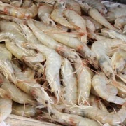 鲜活 大基围虾河虾甜虾对虾  一斤半