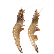 京东PLUS会员：进口厄瓜多尔白虾 60-80只 14-15cm 净重1.8kg +凑单品 89元包邮（需用券）