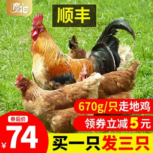 彦伯 农家散养土雏鸡 670g*3只 3个月生长鸡龄