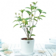 桂花树苗室内盆栽四季开花好养易活的花卉桂花盆栽四季桂 月月桂