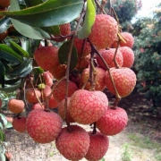 朔山红  现摘新鲜荔枝  5斤 29.8元包邮（需用券）