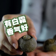 季知丰 特级新会小青柑 陈皮普洱茶 500g