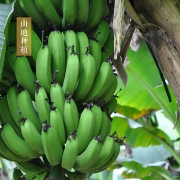 云南 高山香蕉 新鲜水果 10斤