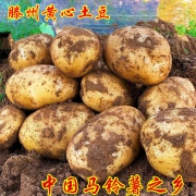 地理标志产品，山东滕州现挖，高淀粉：净重5斤 滕州马铃薯 带泥土豆
