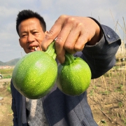 贵州 新鲜嫩南瓜 小南瓜 农家自种 5斤*2