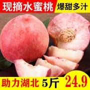 应季现摘 净重5斤，叼果果 湖北襄阳水蜜桃