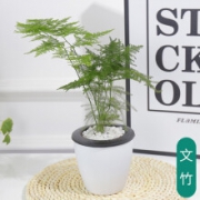 花卉盆栽  文竹（懒人盆） 带盆载好