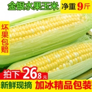 云南金银水果玉米 可生吃爆浆甜 9斤