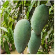 【现摘现发】越南玉芒大青芒新鲜超大芒果应季水果批发9/1斤 9斤【净重 精选大果】店长