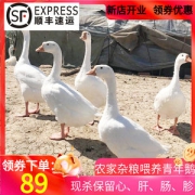 铁锅炖大鹅中的大鹅 杀后重6斤