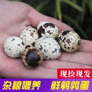 可做宝宝辅食，1000g：简珍 新鲜鹌鹑蛋 100枚