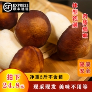 初晴 新鲜赤松茸 1000g