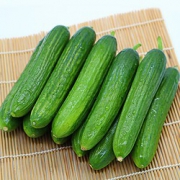 鲜姿 水果荷兰黄瓜 5斤装 14.8元包邮（双重优惠）
