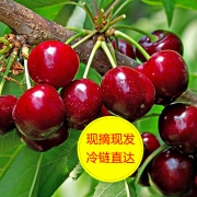 限地区：悦贡 山东大红灯樱桃 5斤 68元包邮（需用券）