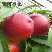 晋南布衣 现摘黄心油桃 5斤装 22.8元包邮