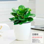 醉花枝 2盆装 豆瓣绿+文竹+懒人盆 19.9元（需用券）