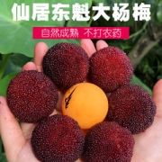 仙庆 特级乒乓杨梅东魁大杨梅6斤整箱 惠券后138元包邮