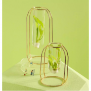 新品发售：花加 水草景观水培绿植套装