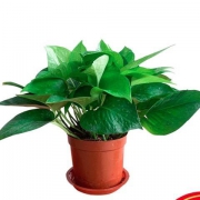 绿萝 盆栽 水培植物