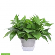 绿萝绿植盆栽   绿萝+透明蓄水盆   带盆栽好
