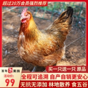 首农旗下 百年栗园 散养柴鸡土鸡 700g*2只