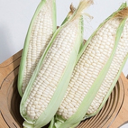可生吃！伊伊果蔬 牛奶甜玉米 7根
