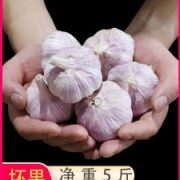 恩鸽 现挖山东金乡紫皮大蒜  净重5斤
