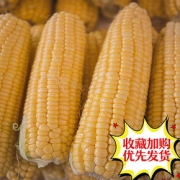 木味果 云南新鲜水果玉米 甜玉米 现摘带皮爆浆玉米5斤新鲜蔬菜10 *2件 18.8