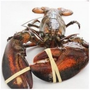 丰度 加拿大鲜活大龙虾 盒装 波士顿龙虾海鲜 大龙虾10斤/只
