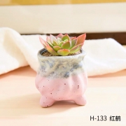 凯天·花航 多肉植物盆栽 5.2元包邮（需用券）