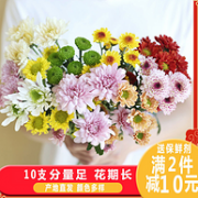 云南 小雏菊鲜花