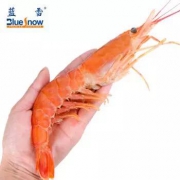 Blue Snow 蓝雪 阿根廷红虾 L1（大号）4斤 *3件 297元包邮（双重优惠）
