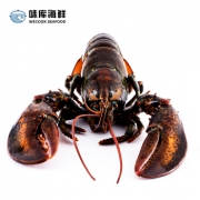 加拿大进口 400~500gx3只 味库 新斯科舍龙虾（波士顿龙虾）