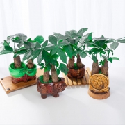 鲜叶多 发财树盆栽 简易盆