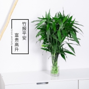 移动端：富贵竹 水培植物好运竹 四季常青容易养 5棵装