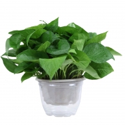 移动端：进杰 长藤大绿箩  盆栽室内花卉吊兰植物吸甲醛净化空气水培绿植  5株装