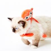 PETKIT 小佩 丛林派对 猫薄荷逗猫玩具 14.9元包邮（需用券）