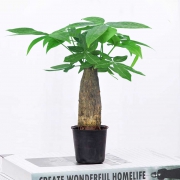 鲜叶多 发财树盆栽 简易盆 4.5元包邮（需用券）