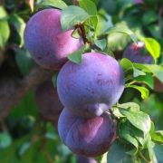 果蜜蜜 黑布林李子 5斤 现摘现发