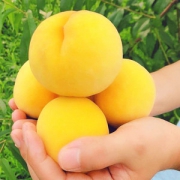 小宁子 当季新鲜甜黄桃 5斤