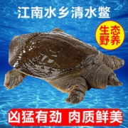 果味来 中华生态清水鳖 鲜活大甲鱼 1斤