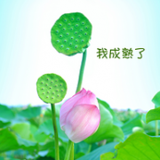 现摘现发 不催熟 10个，刘小鲜 新鲜现摘莲蓬