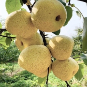百亿补贴：果苒多 砀山梨 酥梨 新鲜水果 10斤 大果