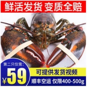 乐食港 波士顿龙虾 9两-1斤/只 *2件