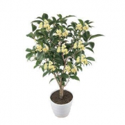 伊美花海 四季桂 3年生多分支 送花盆